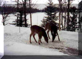 twodeer.jpg (95351 bytes)